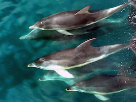 Three dolphins swiming under water