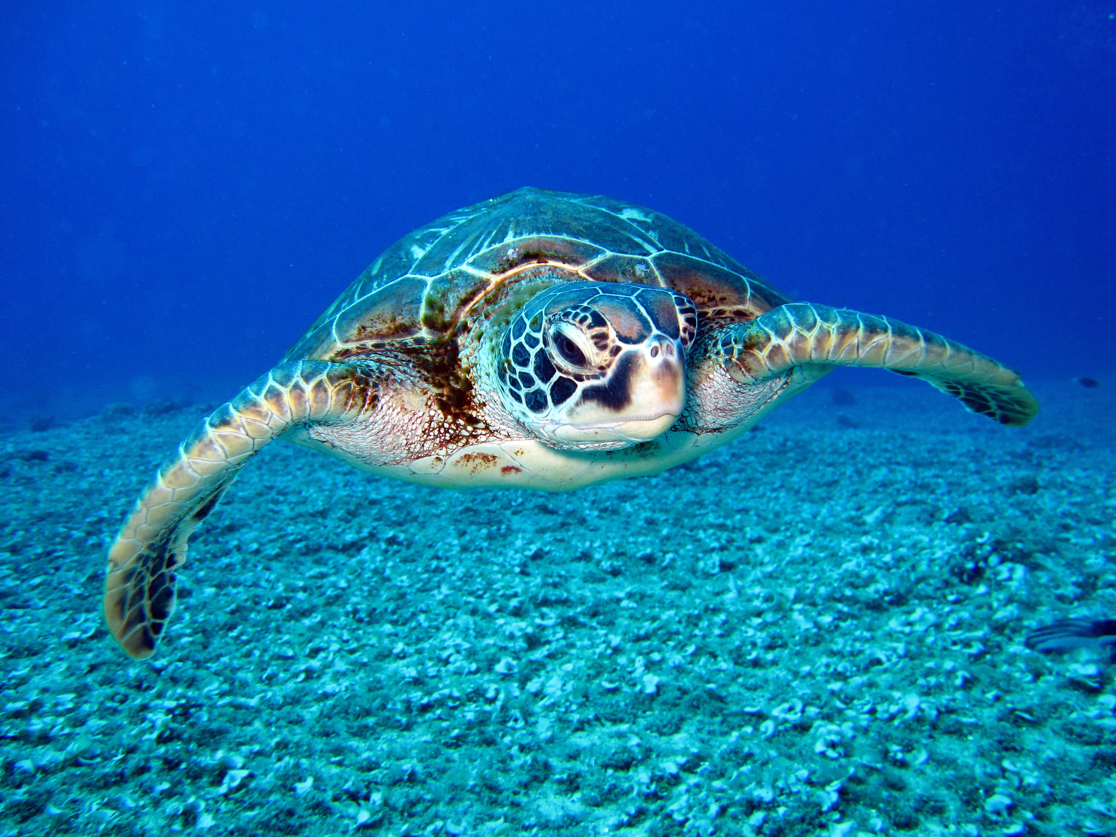 Sea turtle swimming in blue sea